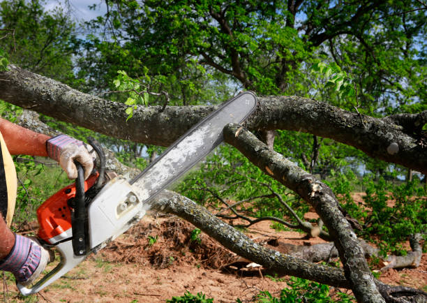 Best Tree Stump Removal  in Grant, MI